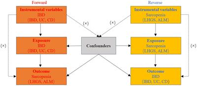 The relationship between inflammatory bowel disease and sarcopenia-related traits: a bidirectional two-sample mendelian randomization study